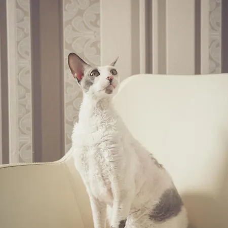 Amber Na Starym Miescie Adults Only Aparthotel